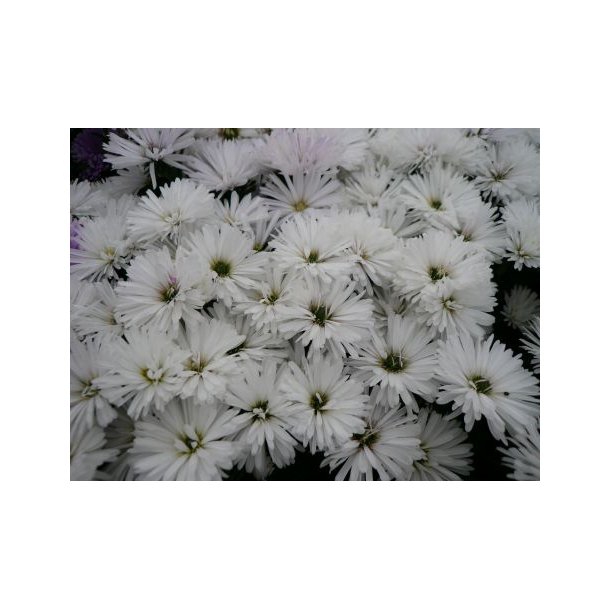 Asters Hybrid Hvid Sommerblomster Home And Garden Amba