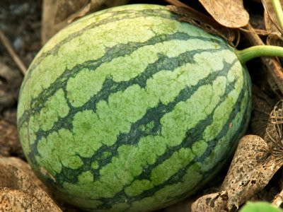 Bliv melonavler
