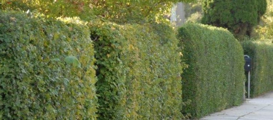 Er du træt af stakit plant hæk, som kan klippes home and garden amba Altan hæk