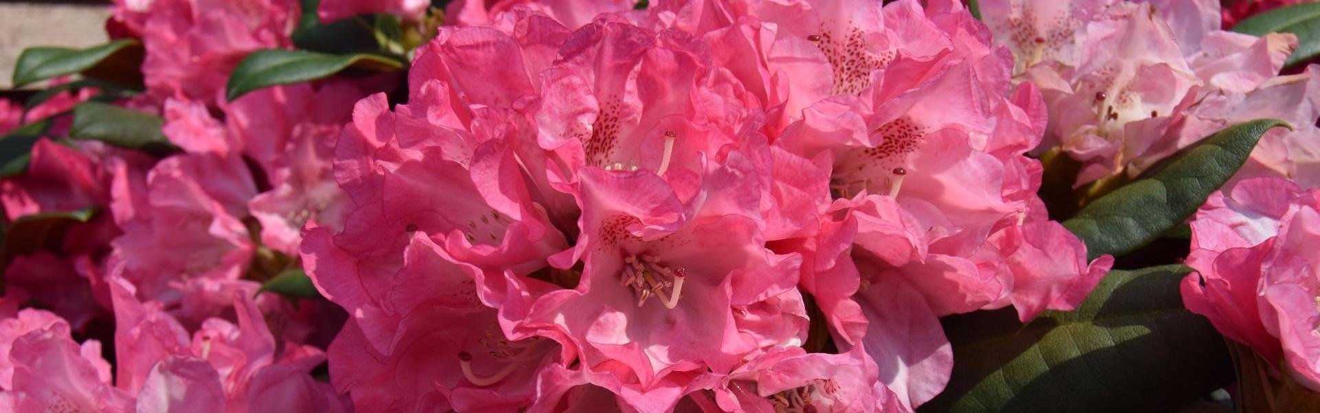 Der nemme rhododendron home and garden amba Stue rhododendron