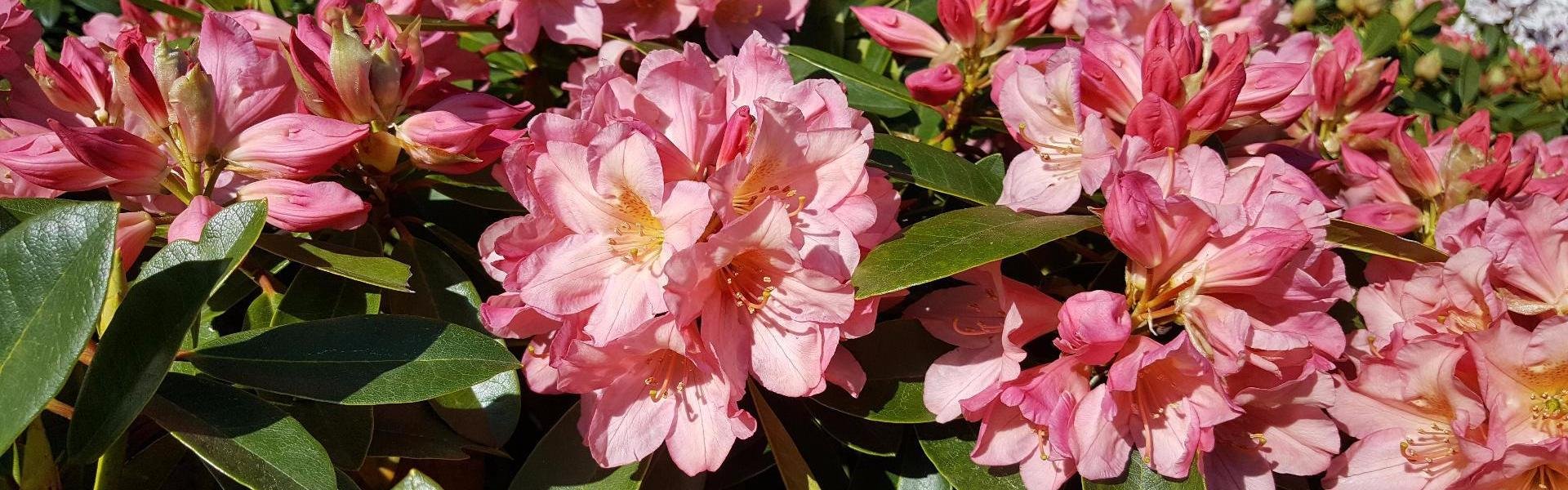 Gode råd til rhododendron home and garden amba Stue rhododendron