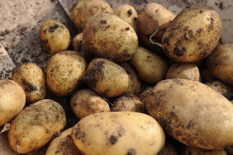 Excel mock kursiv Kartoffeldyrkning i spande - Home and Garden AmbA