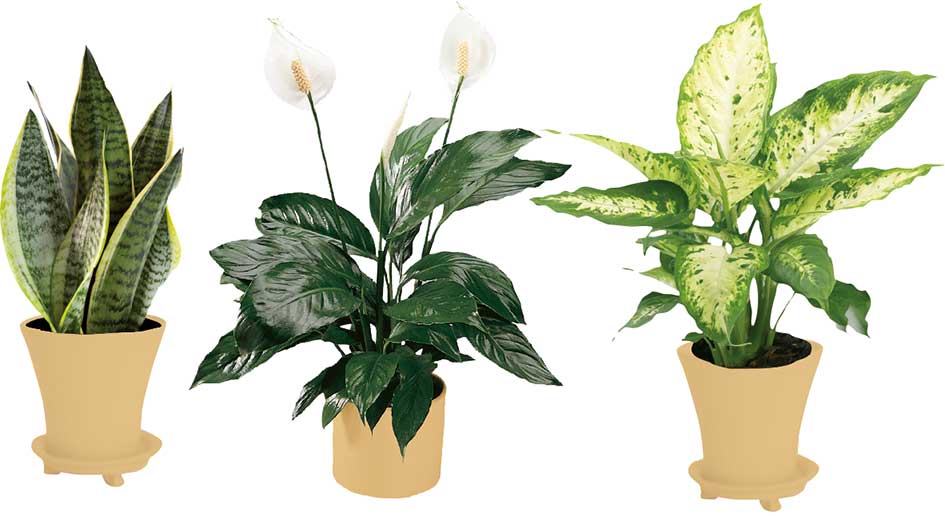 Stueplanter renser luften home and garden amba