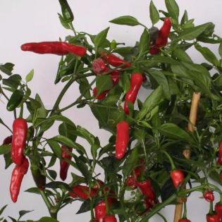 Oversigt over chili-sorter - and Garden AmbA
