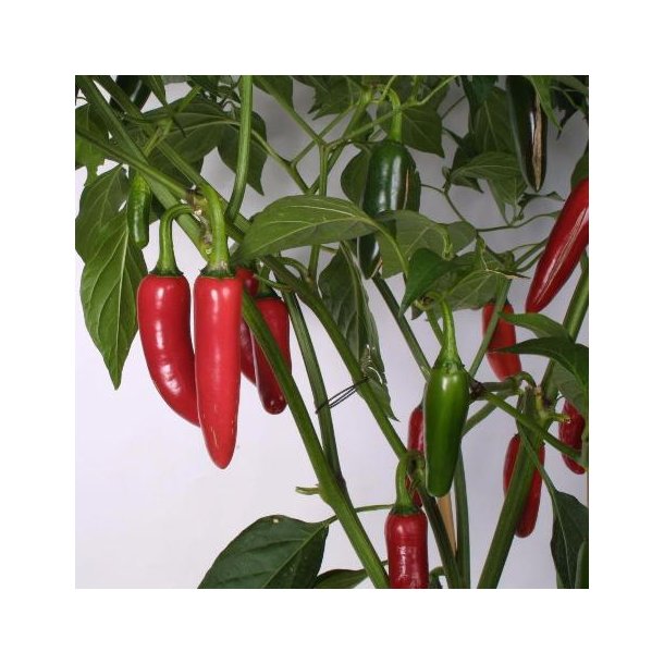 Capsicum frutescens 'Jalapeno' Drivhuset Home & Garden AmbA