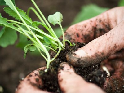 Klar parat start - plant ud