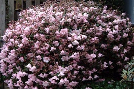 De nemme Rhododendron - Garden AmbA