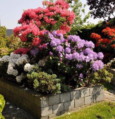 Der nemme rhododendron home and garden amba Stue rhododendron