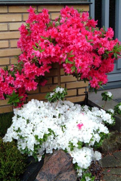 Gode råd til rhododendron home and garden amba Stue rhododendron