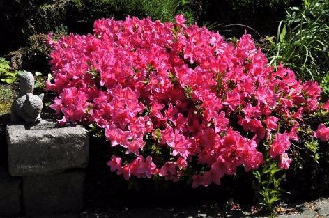anspore Larry Belmont vejr Gode råd til rhododendron - Home and Garden AmbA