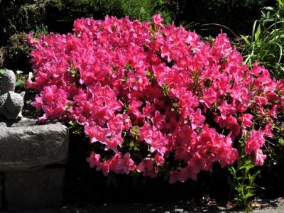 Rhododendron er en gave til haven