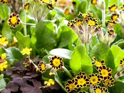 Primula gør glad