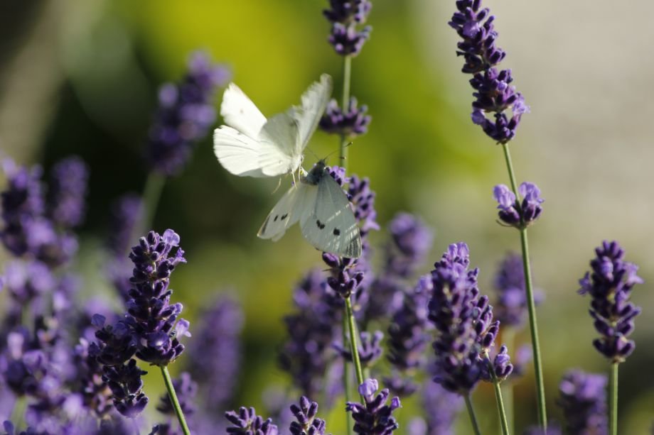 Klip lavendler i form home and garden amba Stue lavendel