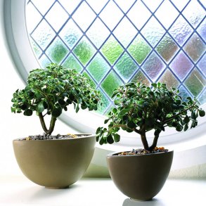 grønne stueplanter leksikon
