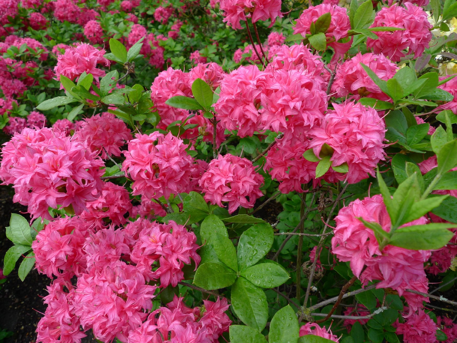Er surbundsbedet klar til foråret? home and garden amba Stue rhododendron