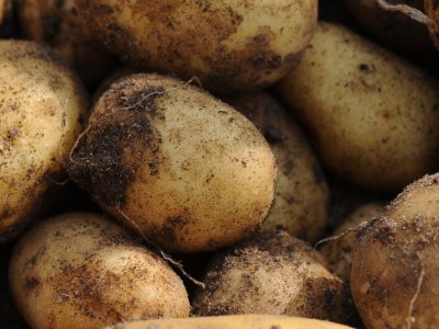 Kartoffelskimlen truer