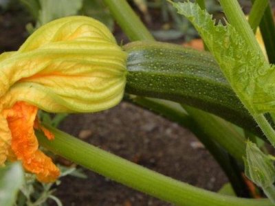 Store squash - perfekt til kage