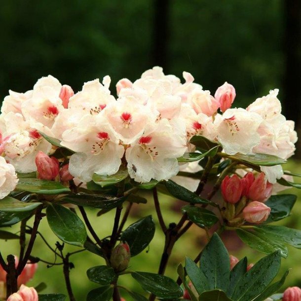 Rhododendron yakushimanum babette surbundsplanter home and ... Stue rhododendron