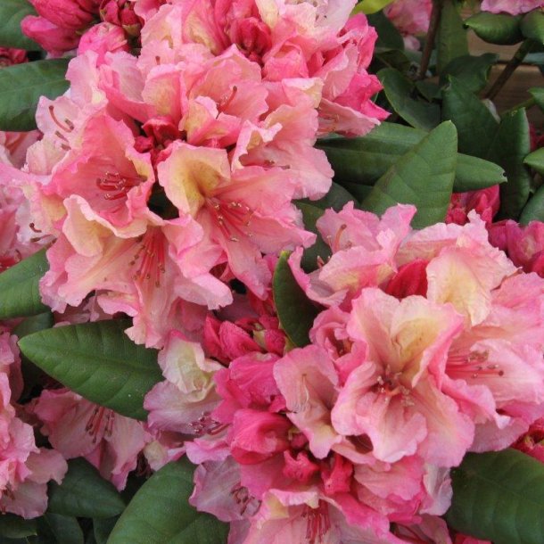 Rhododendron wardii hybrid brasilia surbundsplanter home and ... Stue rhododendron
