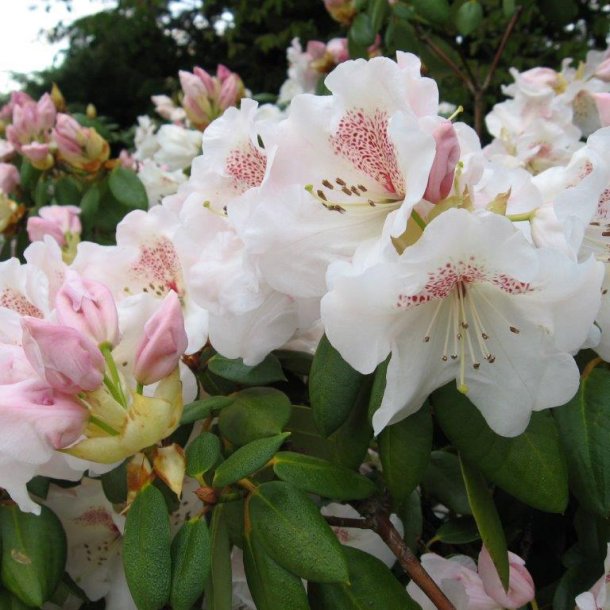 Rhododendron williamsianum gartendirektor rieger surbundsplanter ... Stue rhododendron