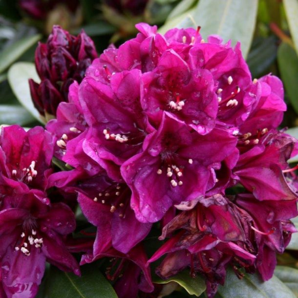 Rhododendron ponticum hybrid polarnacht surbundsplanter home ... Stue rhododendron