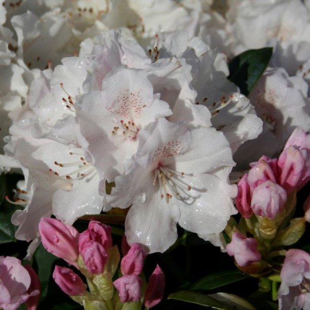 Rhododendron yakushimanum schneekrone surbundsplanter home and ... Stue rhododendron