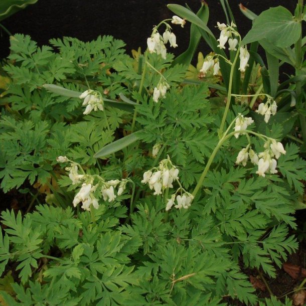 Dicentra eximia 'Alba' Stauder Home and Garden AmbA