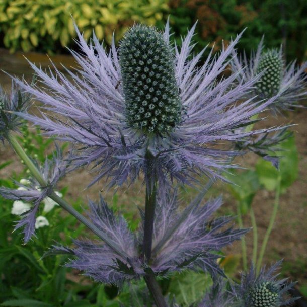 Eryngium alpinum 'Blue Star' Stauder Home & Garden AmbA