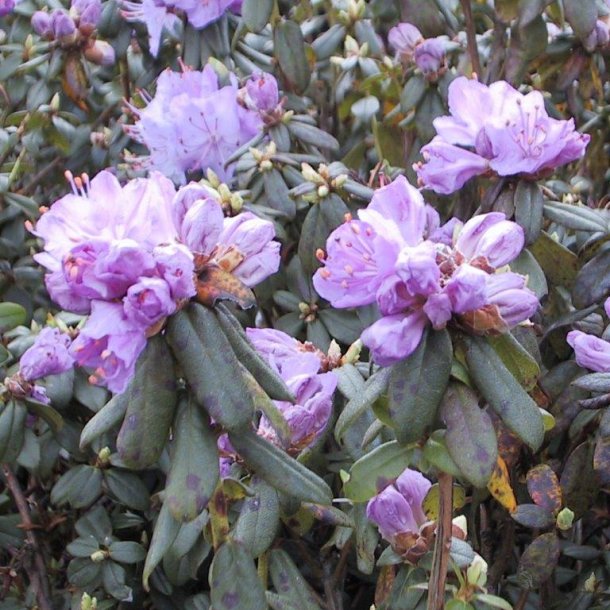 Rhododendron ‘Blue Diamond’ - Surbundsplanter eller Rhododendron - Home