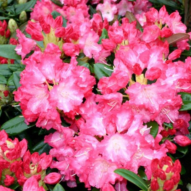 Rhododendron yakushimanum marlis surbundsplanter home and ... Stue rhododendron