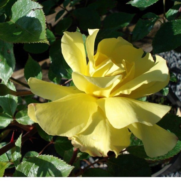 Rose 'Golden Showers' Roser Home & Garden AmbA