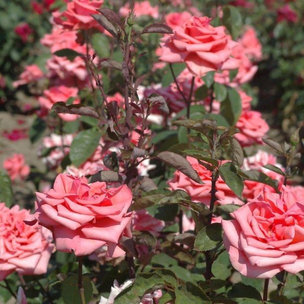 Rose 'Louisiana' Roser Home & Garden AmbA