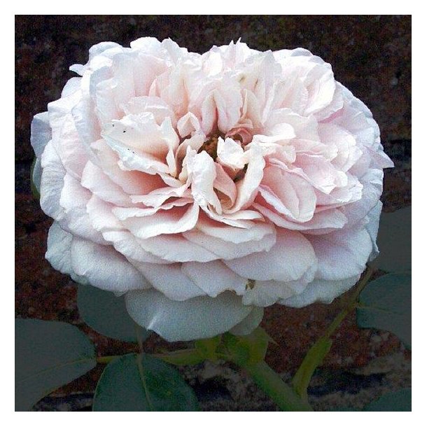 Rose 'Souvenir de la Malmaison' Roser Home and Garden AmbA Rose 'Souvenir de la Malmaison' Roser Home and Garden AmbA