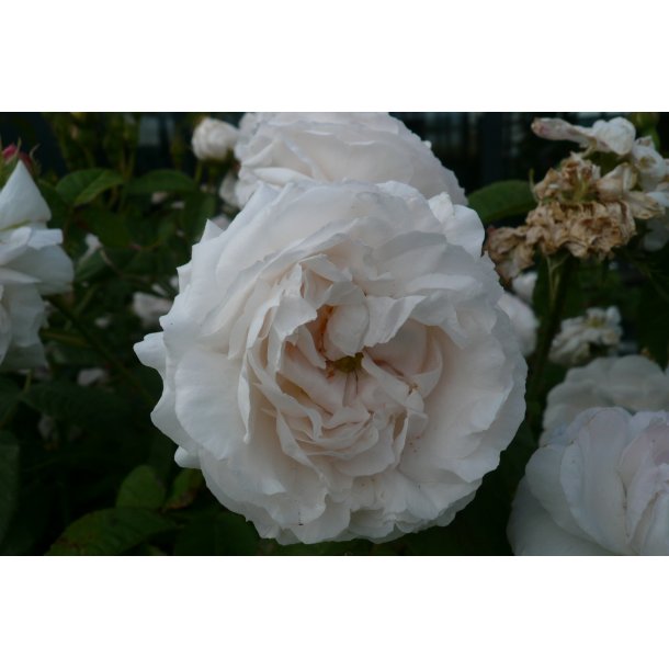 Rose 'Alba Maxima' - Roser - Home and Garden AmbA