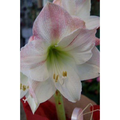 Stueplanter home and garden amba Stueblomster