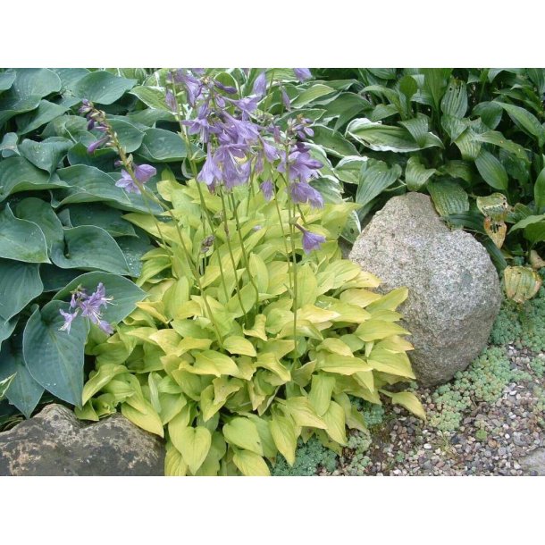 Hosta sieboldii 'Lemon Lime' Stauder Home and Garden AmbA
